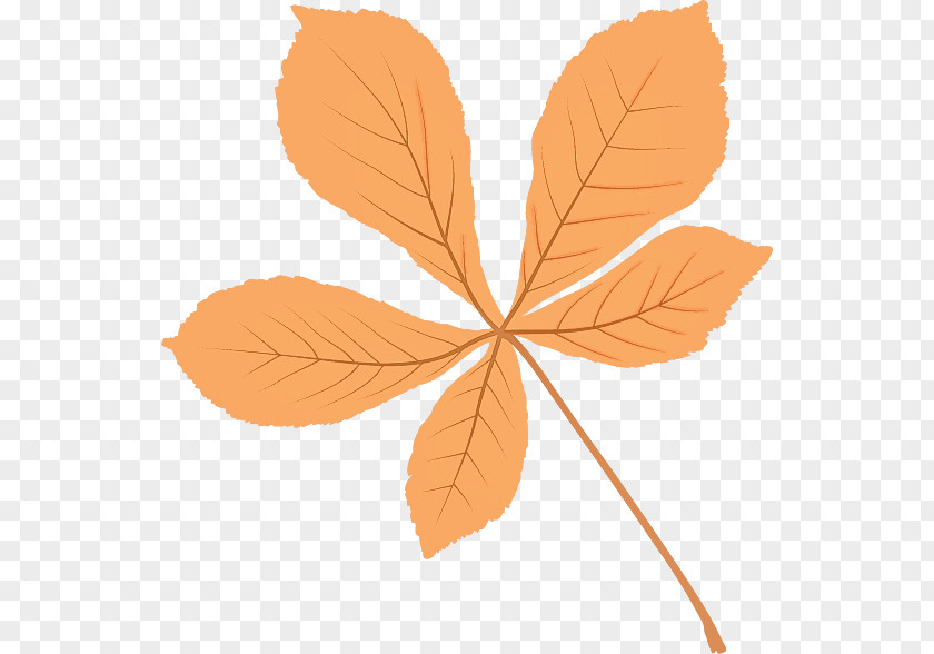 Leaf Maple / M Petal Tree Branching PNG