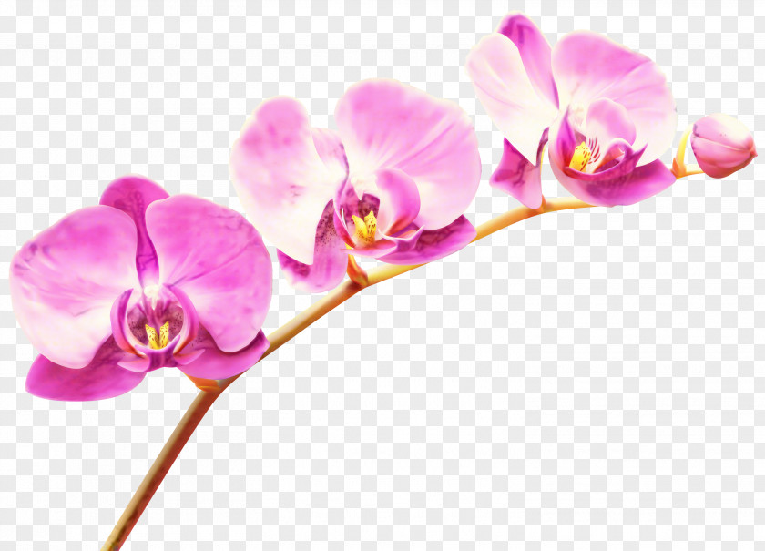Moth Orchids Clip Art Transparency PNG