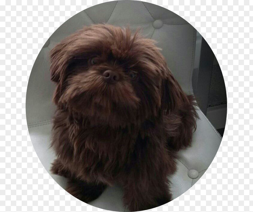 Puppy Shih Tzu Affenpinscher Chinese Imperial Dog Bolonka Lhasa Apso PNG
