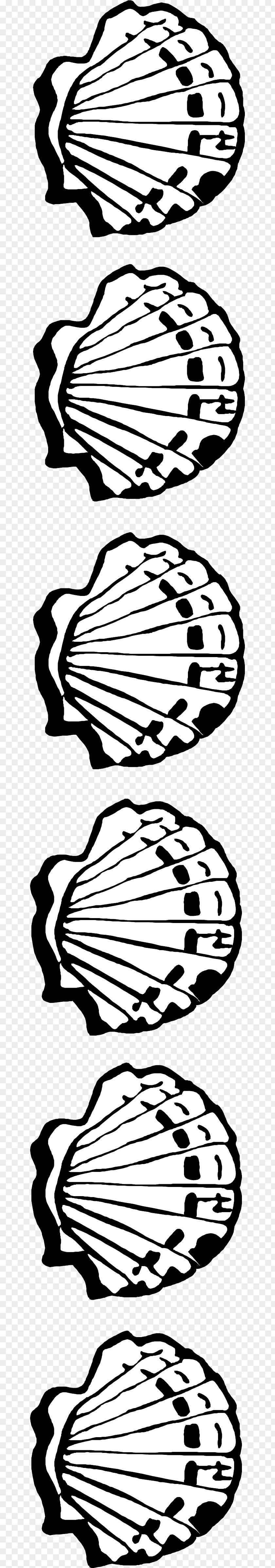 Seashell Stock Photography Clip Art PNG