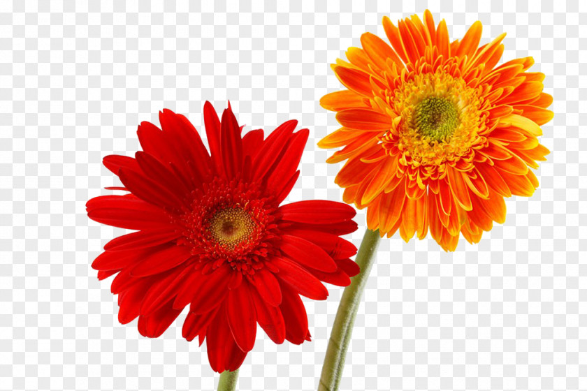 Two Gerbera Close-up Jamesonii Chrysanthemum Flower PNG