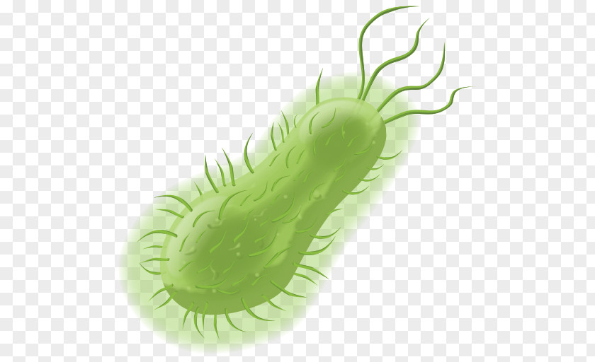 Bacterial Cell Structure Prokaryote Microorganism PNG