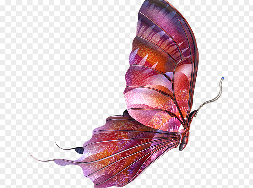 Butterfly Clip Art PNG