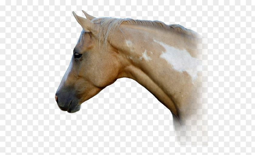Mustang American Paint Horse Quarter Mane Halter PNG