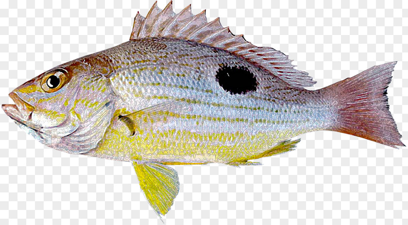 Peces Northern Red Snapper Tilapia Lutjanus Guttatus Fish Erythropterus PNG