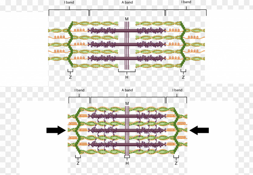 Skeletal Muscle Diagram Sarcomere Myofilament Contraction PNG