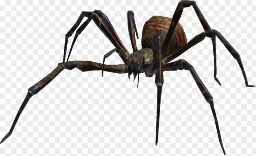 Spiders Spider Bite Wolf False Black Widows Web PNG