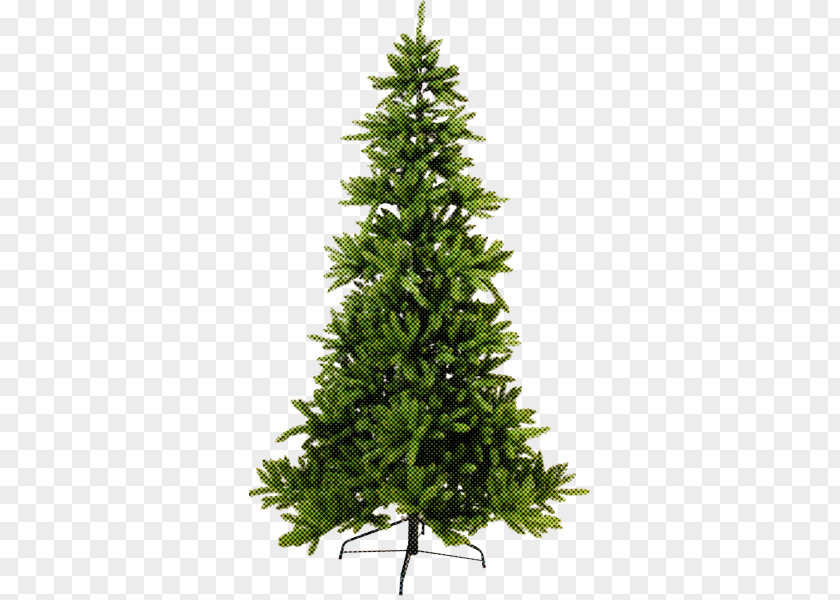 Christmas Tree Lodgepole Pine PNG