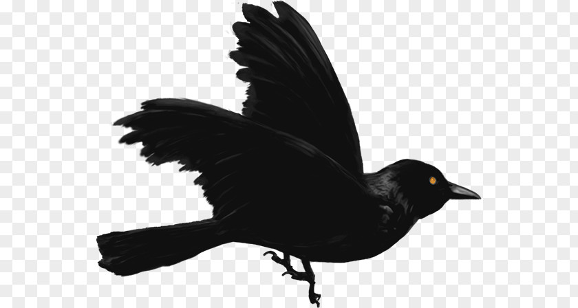 Corbeau Streamer American Crow New Caledonian Common Raven PNG