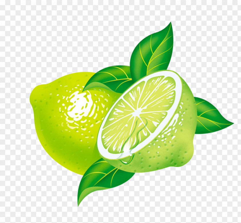 Green Lemon Key Lime Persian PNG