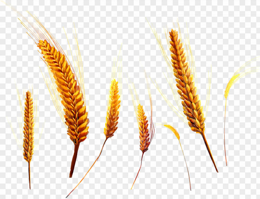 Wheat Ear PNG