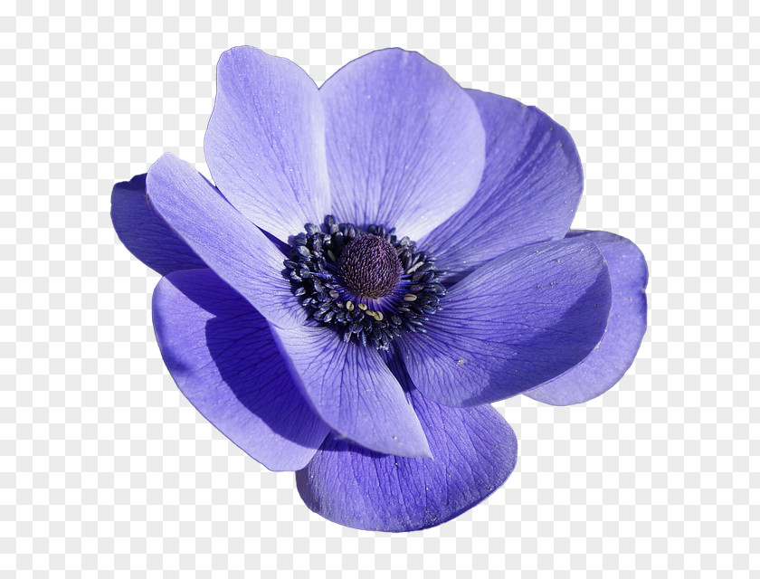 Flower Blue Painting Acrylic Paint Poppy Anemone PNG
