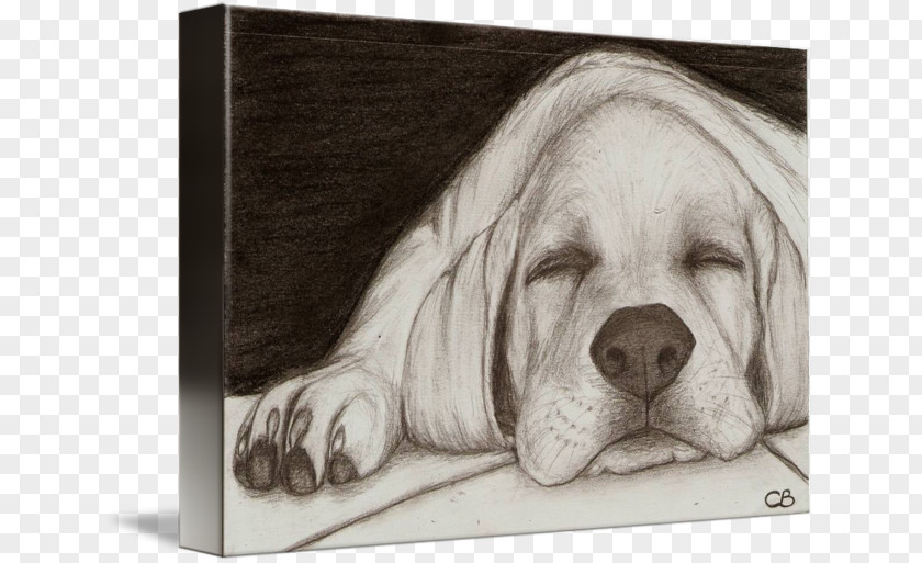Golden Retriever Labrador Puppy Dog Breed Sketch PNG