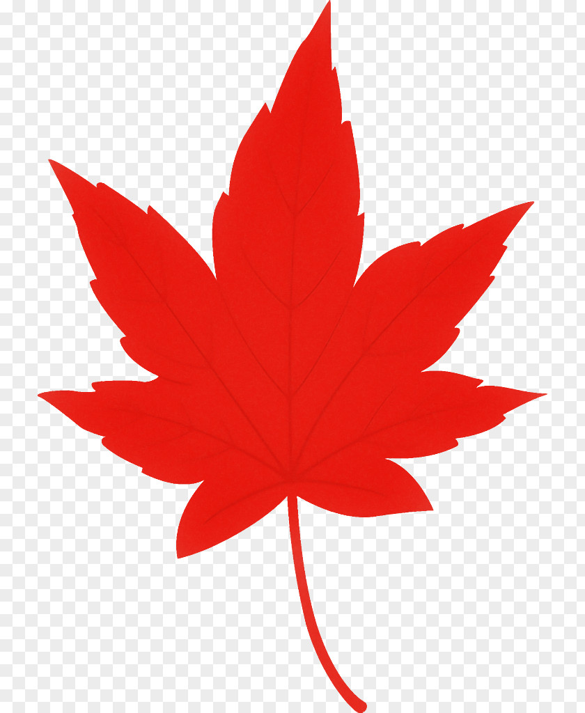 Maple Leaf Autumn Yellow PNG