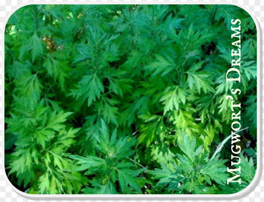 Parsley Mugwort Moxibustion Herb Artemisia Verlotiorum PNG