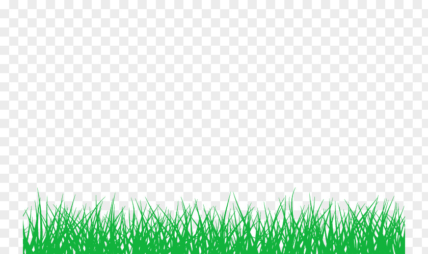 Bamboo Information Lawn PNG