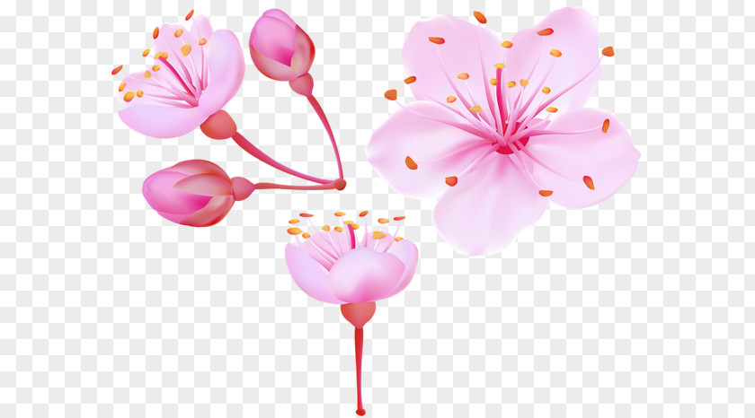 Cherry Blossom Clip Art PNG