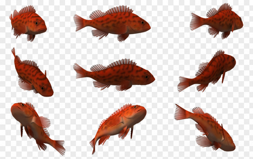 Fish 3D Computer Graphics Clip Art PNG