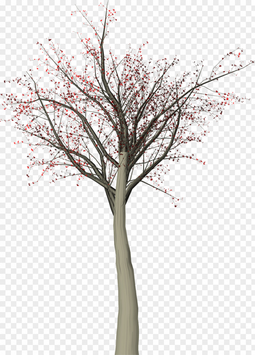 Tree Twig Leaf PNG