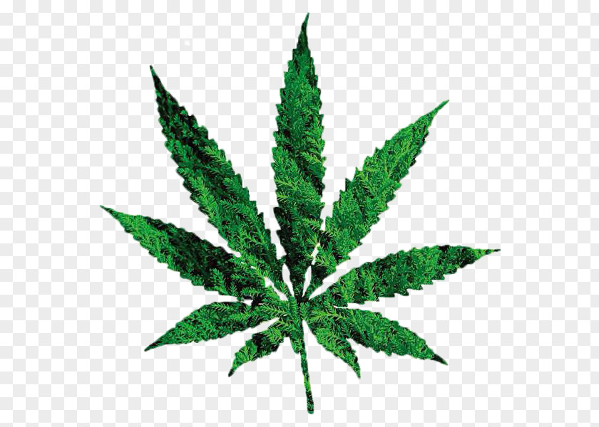 Cannabis Decriminalization Of Non-medical In The United States Dispensary Legalization PNG