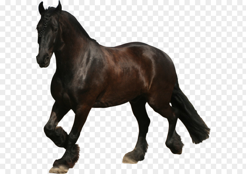 Dark Horse Friesian Mustang Appaloosa Stallion Mare PNG