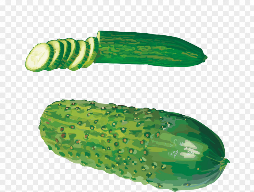 Hand Painted Watercolor Cucumber West Indian Gherkin Vegetable Clip Art PNG
