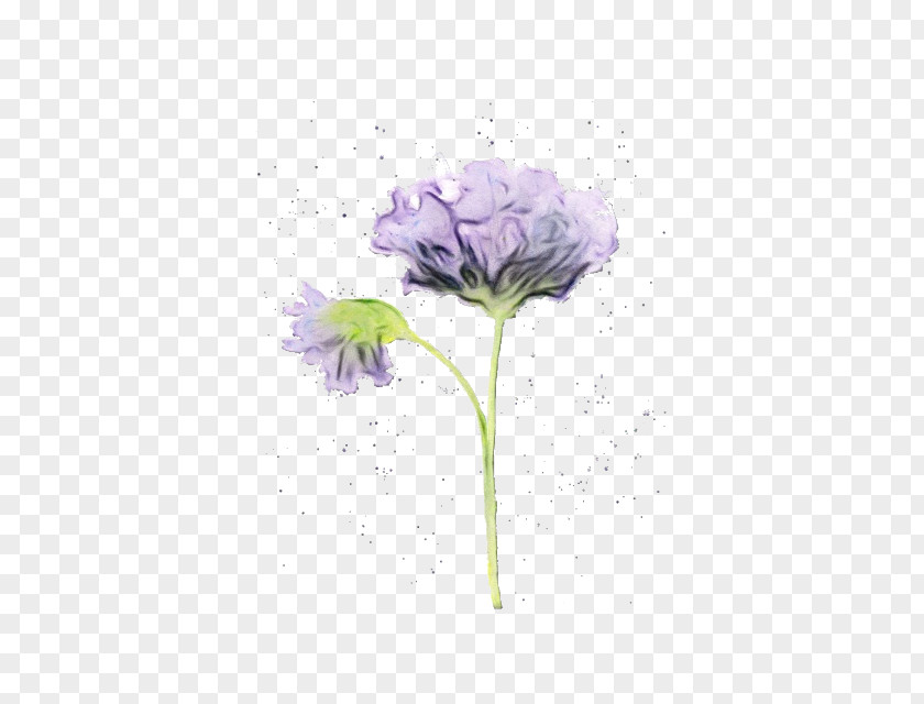 Perennial Plant Watercolor Paint Purple Flower PNG