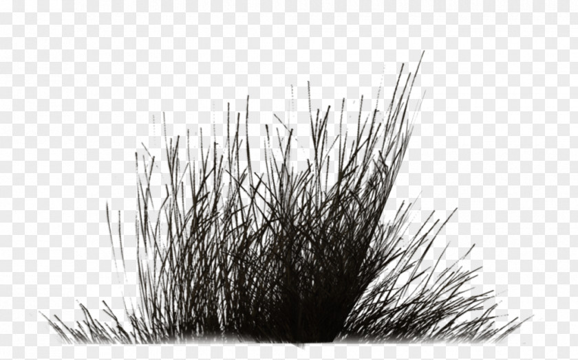 Vegetation Black And White Monochrome Photography Shrub Tree PNG
