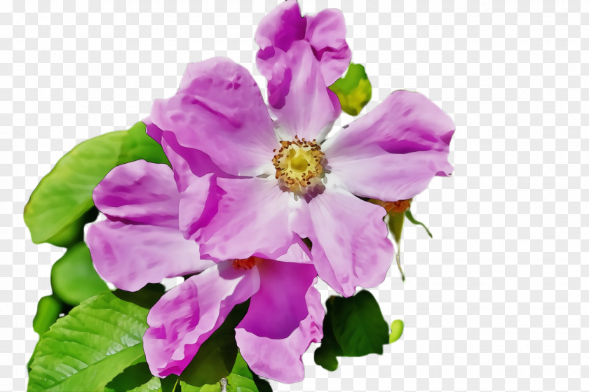 Viola Prickly Rose Flower Flowering Plant Petal Pink Violet PNG