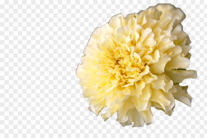 White Marigold Mexican Calendula Officinalis Flower Annual Plant PNG