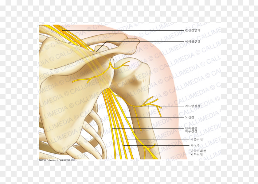 Arm Shoulder Muscle Human Anatomy Bone PNG