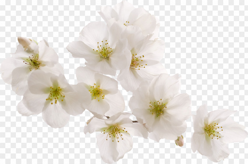 Bright White Peach Cherry Blossom PNG