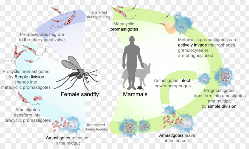 Cycle Leishmania Donovani Major Leishmaniasis Sandfly Amastigote PNG