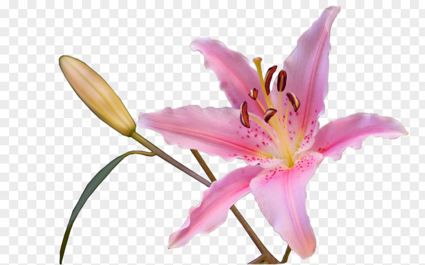 Photoshop Cut Flowers Plant Liliaceae Daylily PNG