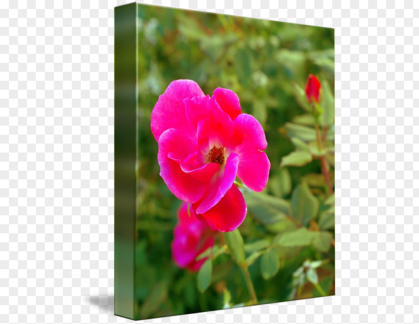 Violet Annual Plant Magenta Herbaceous Family PNG