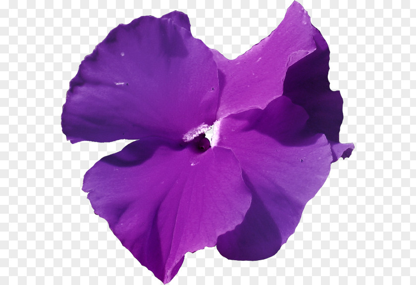 Violet Mallows Herbaceous Plant Family PNG