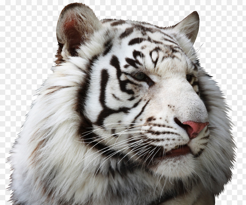 White Tiger Bengal Baby Tigers Lion PNG