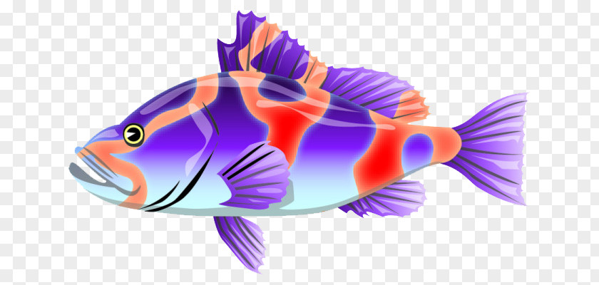 A Colorful Fish Animal Planet Strange, Unusual, Gross & Cool Animals Adobe Illustrator Clip Art PNG