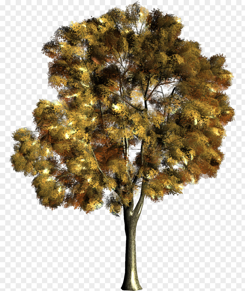 Tree Drawing Trees Watercolor Painting PNG