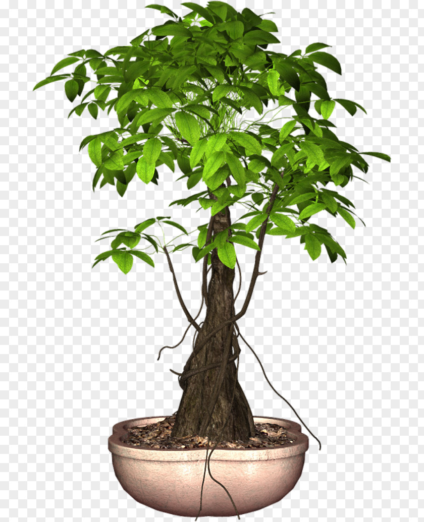 Tree Sageretia Theezans Flowerpot Ornamental Plant PNG