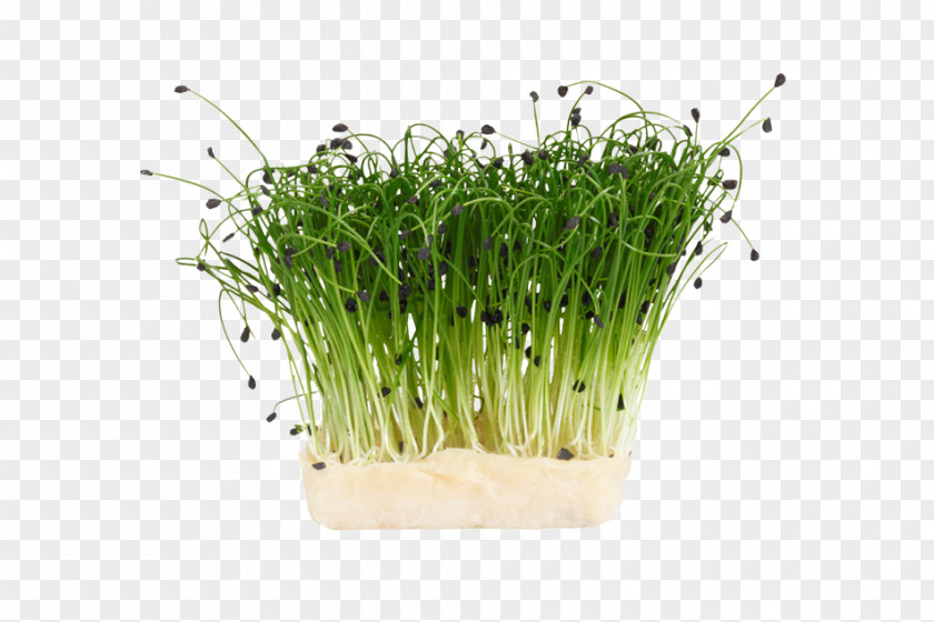 Vegetable Herb Garden Cress Chives Sprouting Dill PNG