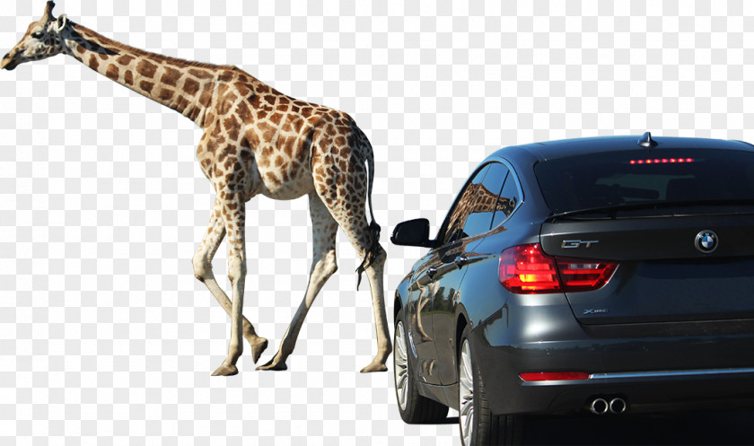 Car Game Giraffe Door African Lion Safari Reserve PNG