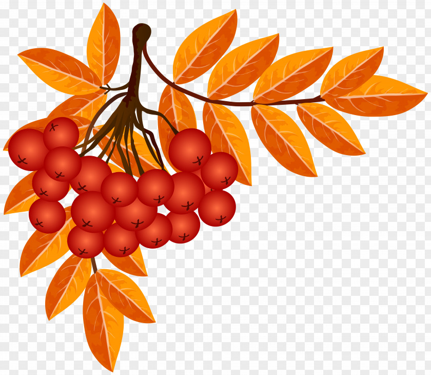 Fall Decoration Clip Art Image Autumn Leaf PNG