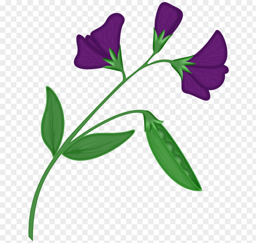 Hand-painted Pea Flower Petal PNG