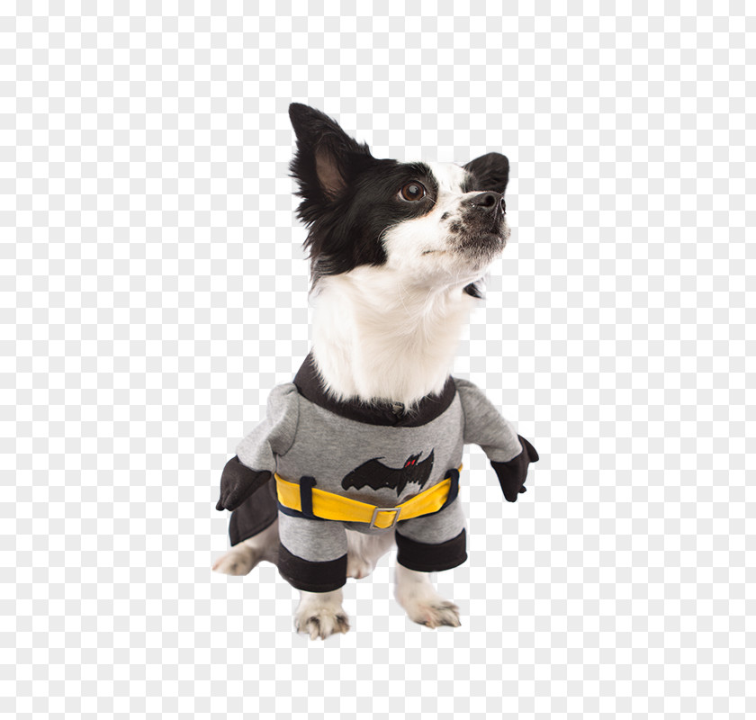 One Legged Dog Breed Batman Puppy Chihuahua Companion PNG