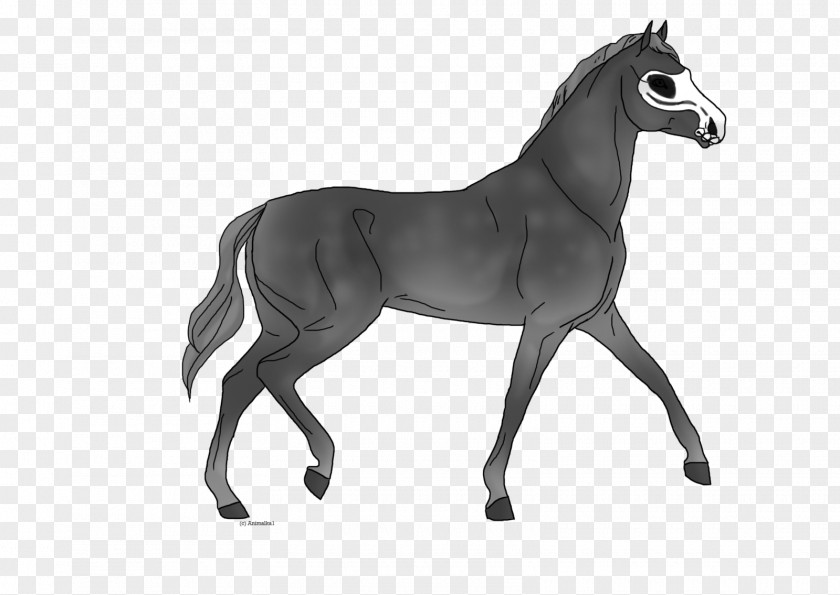 Shading Pictures Mane Mustang Foal Stallion Colt PNG
