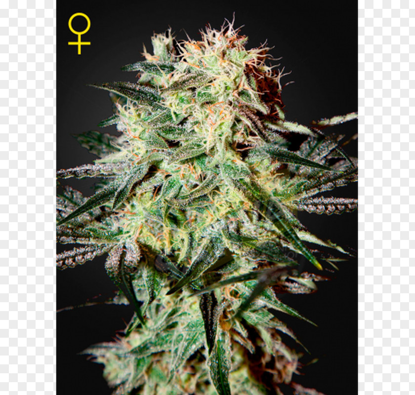 Strawberry Haze Seed Marijuana Cannabis Sativa PNG