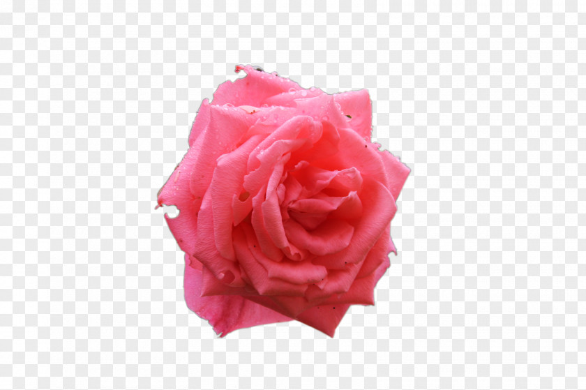 Tem Garden Roses Cabbage Rose Cut Flowers Petal PNG