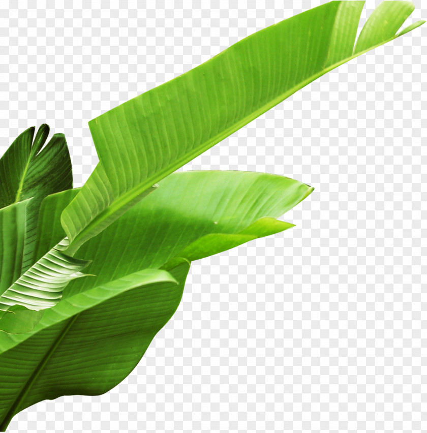 Banana Leaves Leaf PNG