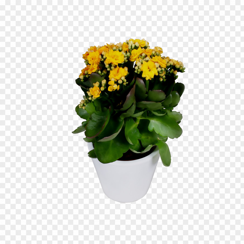 Cut Flowers Flowerpot Yellow Houseplant Annual Plant PNG